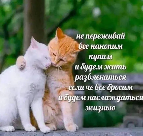 Котята будут наслаждаться жизнью