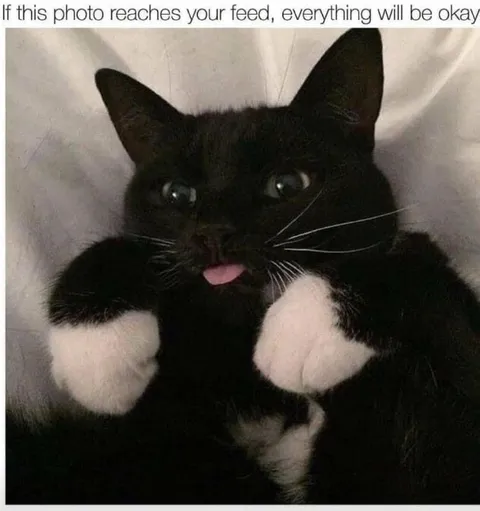 Everything Will Be Okay Cat