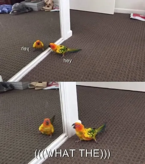 Parrot Meets Its Reflection