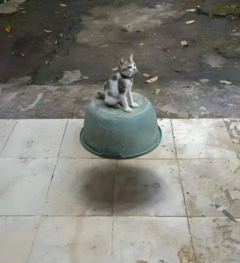 Кот на перевёрнутом тазике