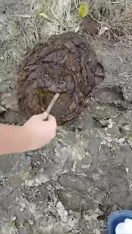 Дубайский шоколад из мха