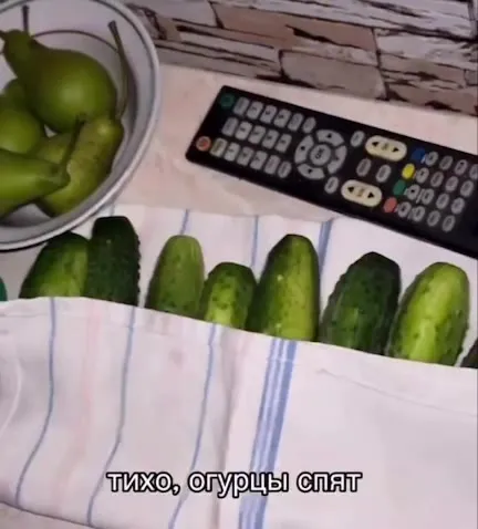Тихо, огурцы спят