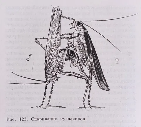 Спаривание кузнечиков