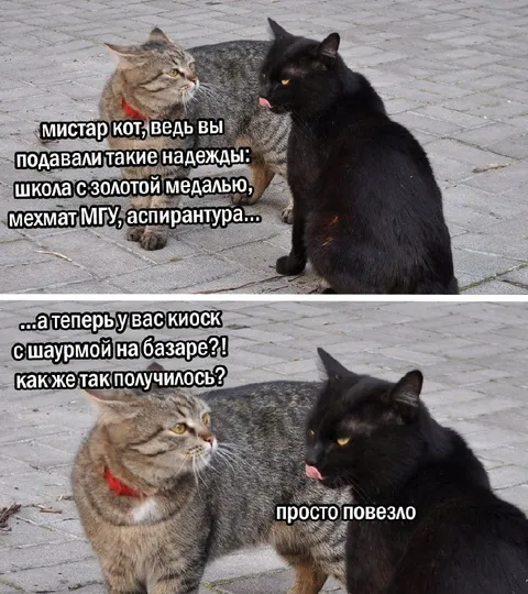 Кот с киоском шаурмы