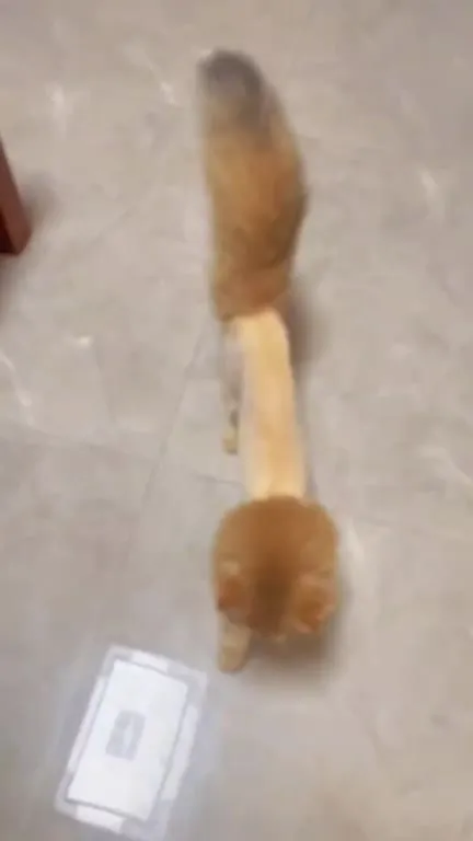 Кот идёт прямо в камеру
