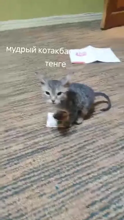 Мудрый котакбас не одает тенге