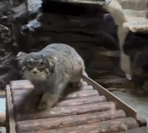 Нахмуренный кот приближается