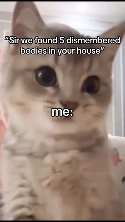 Cat Reacts to Five Bodies