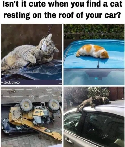 Cat Resting on Your Car