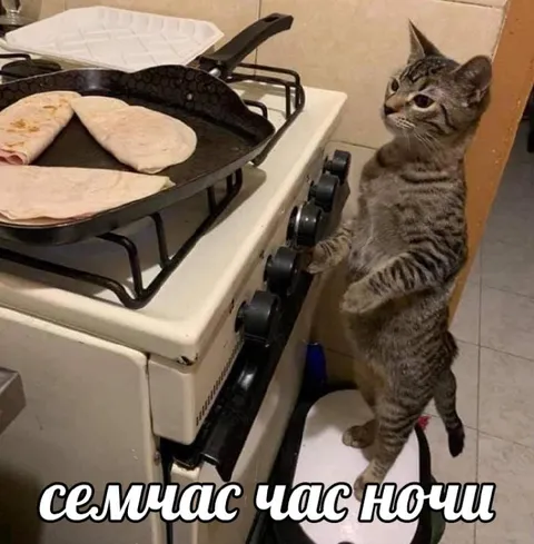 Кот готовит ночью
