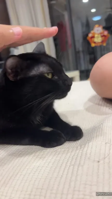 Кот под ритм музыки