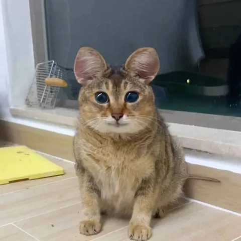 Кот с огромными ушами