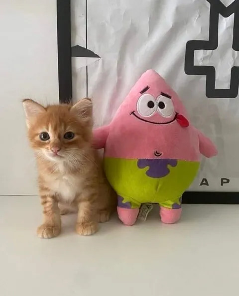 Котёнок и Патрик вместе