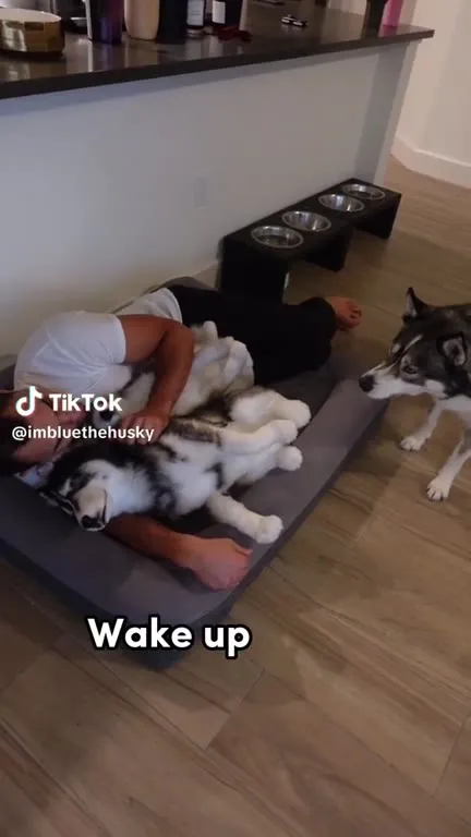 Huskies Take Over the Bed