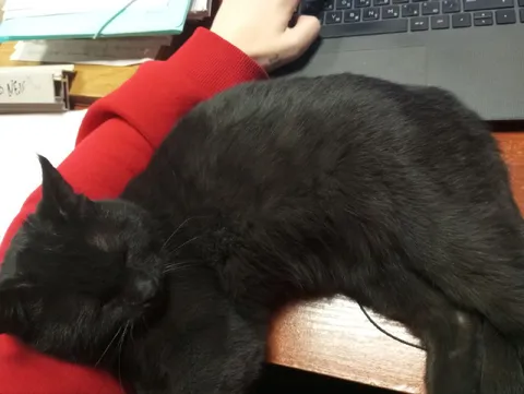 Чёрный кот мешает работать