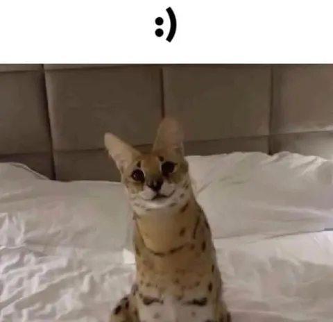 Смешной кот с улыбкой