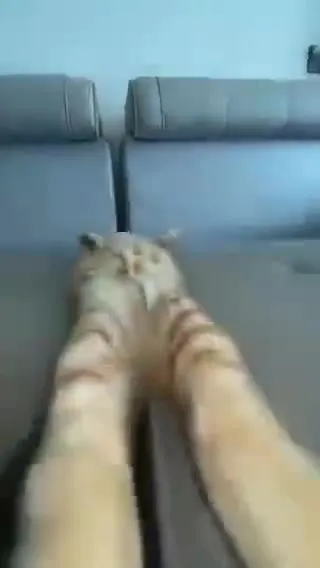 Cat Waves Its Paws