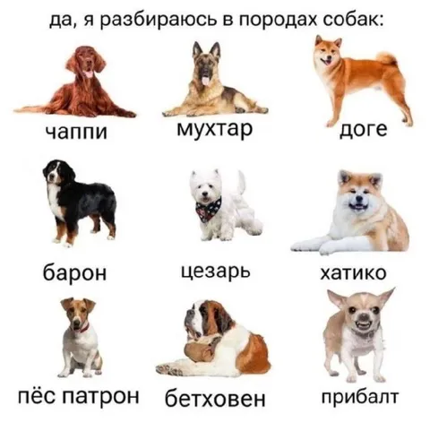 Разбираюсь в породах собак