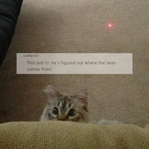 Cat Discovers the Laser