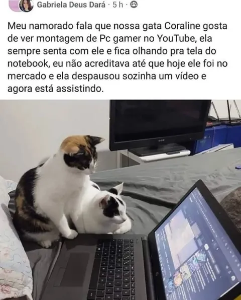 Gata assistindo montagem de PC
