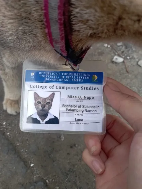 Cat's College ID Card