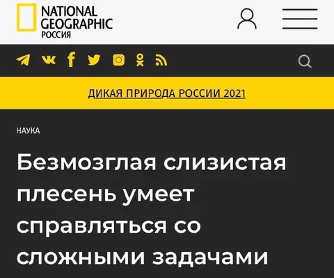 Безмозглая плесень решает задачи