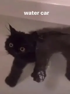 Water Car Cat