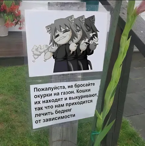 Кошки выкуривают окурки