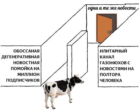 Корова выбирает новости