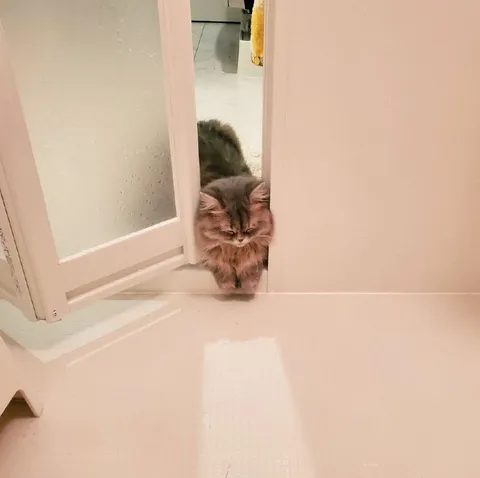 Кот пробирается через дверь