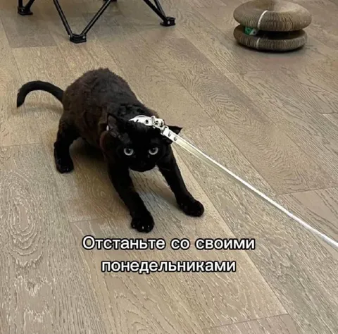 Кот защищается от понедельников