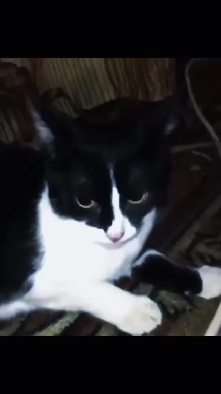 Котик смотрит в камеру