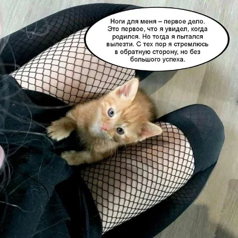 Котёнок между ног