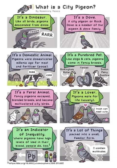 What Is a City Pigeon?