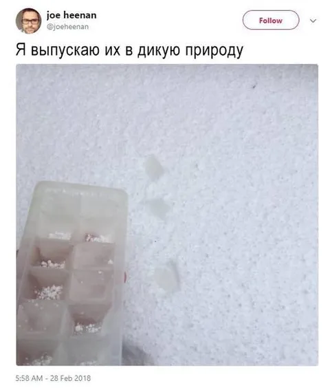Выпускаю их в дикую природу