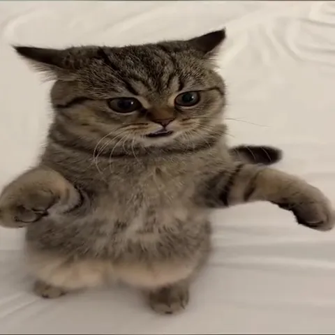 Кот пытается понять шутку
