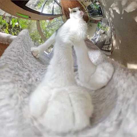 Кот смотрит снизу