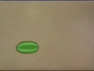 Коты гонятся за мышью