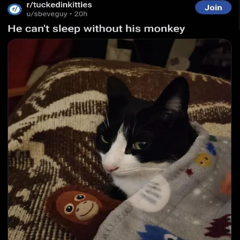 Cat Can't Sleep Without Monkey
