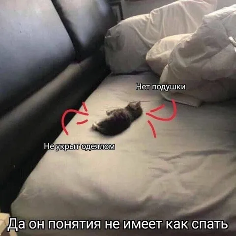Кот не умеет спать