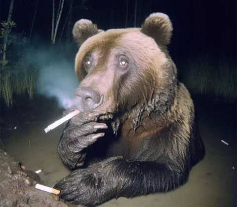 Медведь после тяжёлого дня