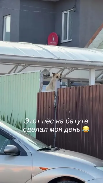 Пёс на батуте сделал мой день