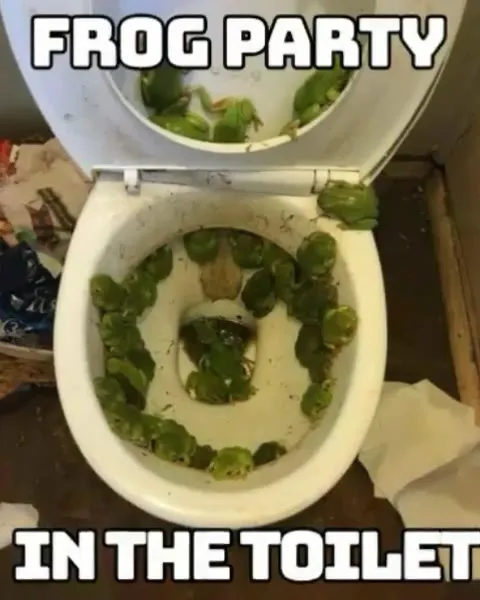 Frog Party in the Toilet