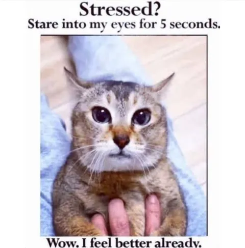 Stressed Cat Eye Contact