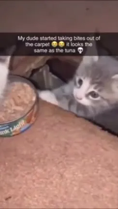 Kitten Bites the Carpet