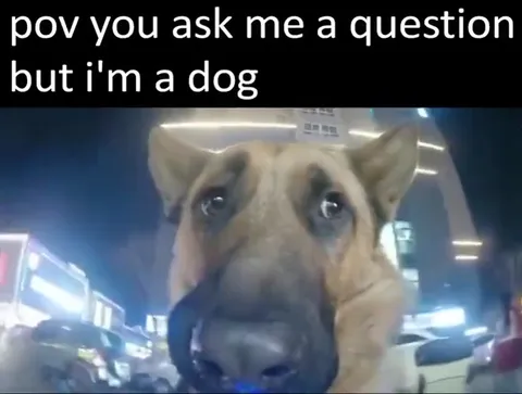 POV You Ask a Dog