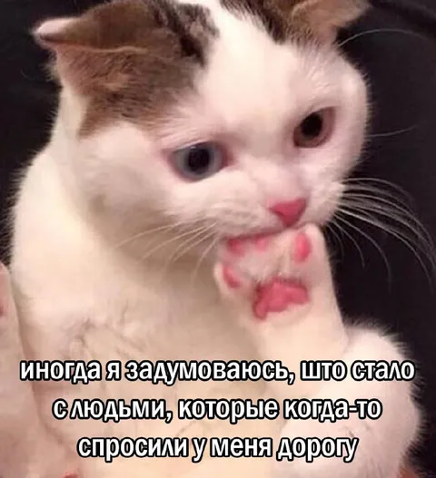 Кот задумался о людях