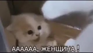 Котёнок кричит «ЖЕНЩИНА!»