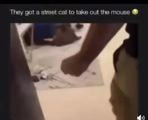 Street Cat Takes Out Mouse