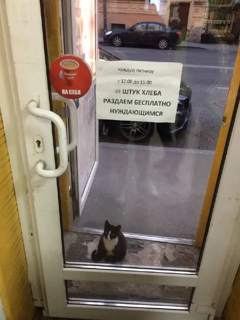 Кот ждёт бесплатный хлеб